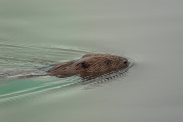 bever © ukasz