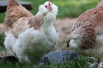 Domestic chickens in the yard of the farm