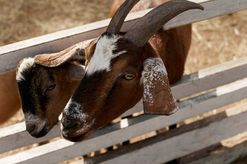 Goats on the farm behind wooden fence are waiting for food. Benefits of Goat Milk. Selective focus. Close up.