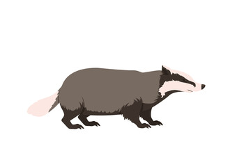 Wild Badger illustration. Vector isolated on a white background