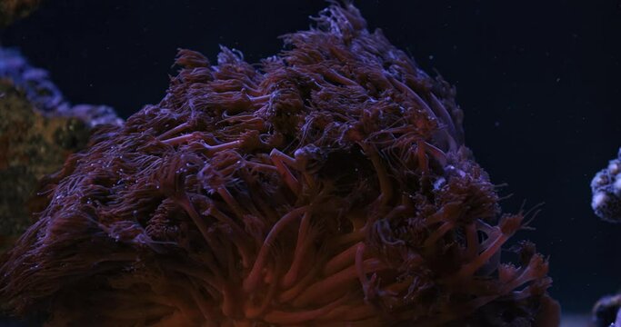 Goniopora LPS coral in reef aquarium tank. Red Flowerpot coral (goniopora sp.) with all his polyps opens dancing in reef aquarium.