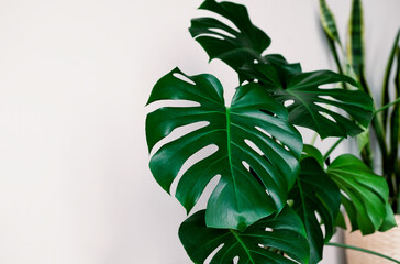 Fototapeta na wymiar Monstera deliciosa or Swiss cheese plant on a white background. Stylish and minimalistic urban jungle interior. Empty white wall and copy space.