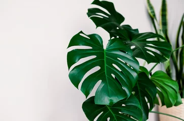 Tapeten Monstera Monstera deliciosa or Swiss cheese plant on a white background. Stylish and minimalistic urban jungle interior. Empty white wall and copy space.