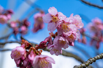 満開のコシノカモザクラ