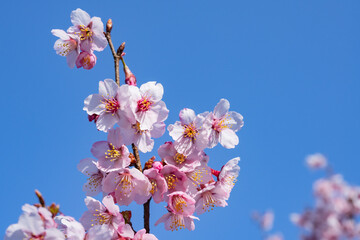 満開のコシノカモザクラ