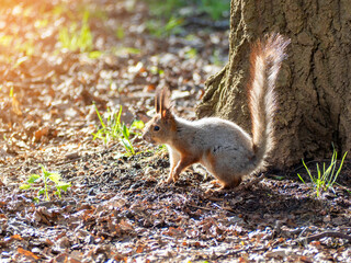 A large portrait of a squirrel sitting on the green grass near a tree in the park on a sunny spring day