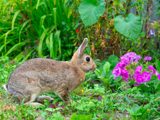 Naklejka na ściany i meble close-up of a beautiful cute rabbit sitting among the grass and blooming in the summer afternoon. Pet, rabbits