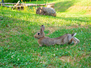 Naklejka na ściany i meble close-up of a beautiful cute rabbit lying on the green grass in summer. Blurred background, side view, pet