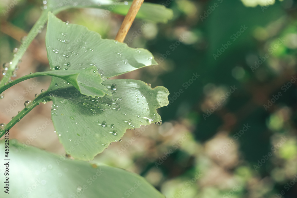 Poster close up of green leaf ginkgo on a ginkgo biloba little tree. macro photography view.