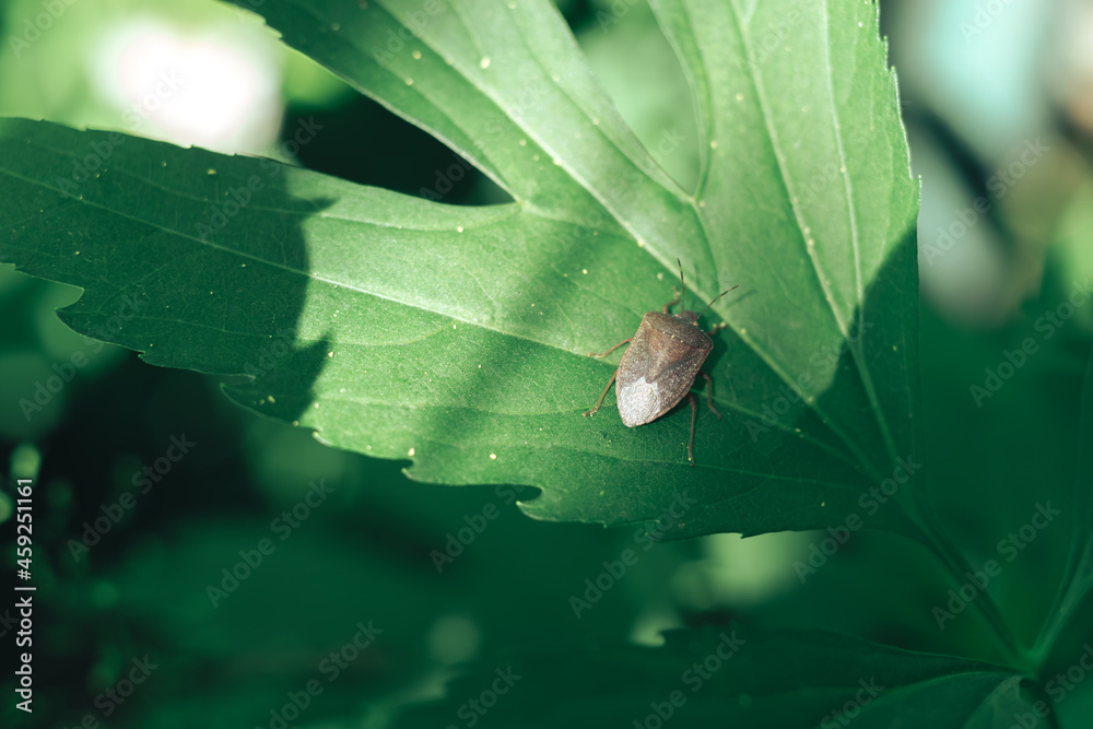 Poster close up of linen skin stink bug on the green leaf, the brown marmorated stink bug is an insect in t