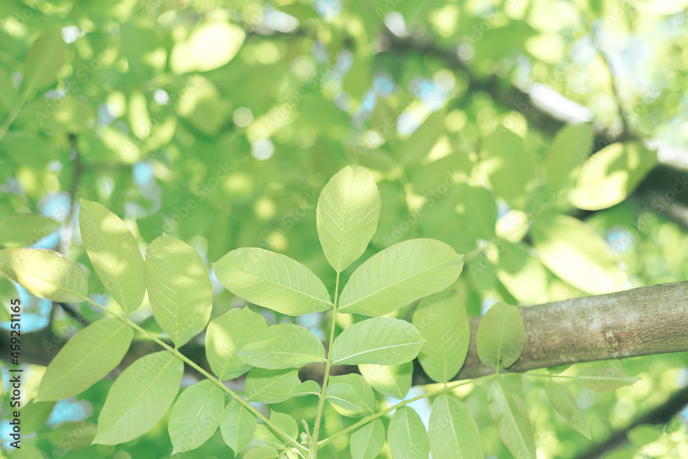 Aufkleber beautiful green tree look up. background pattern for design.