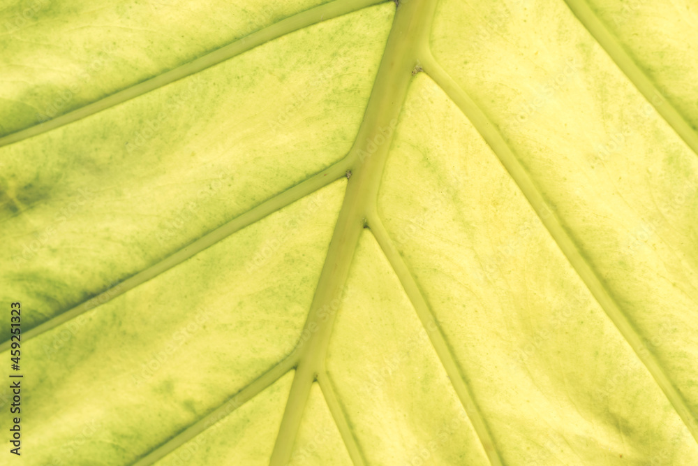 Poster close up beautiful green yellow leaf background texture. macro photography view..