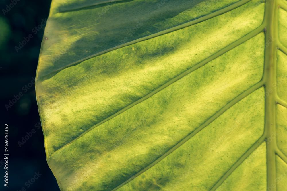 Poster close up beautiful green yellow leaf background texture. macro photography view..