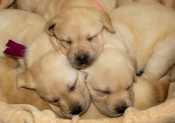 Labrador puppies dog sleeping