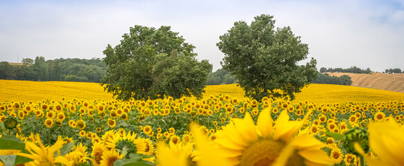 Fleurs de tournesols dans un champs avec la lumière du soleil.	