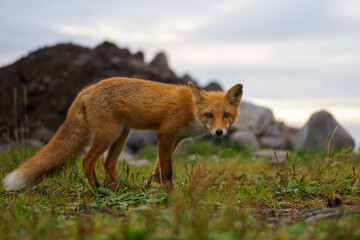 red fox vulpes