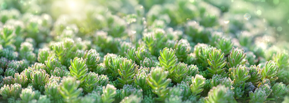 small Evergreen Sedum, mossy stonecrop macro, blurred abstract natural green background. succulents, plant family Crassulaceae. close up, banner. soft focus