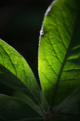 Leafs of the medlar shrub with the sun shining from behind