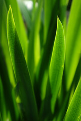 Spring or summer background with fresh and bright green grass of the yellow flag, yellow iris or water flag