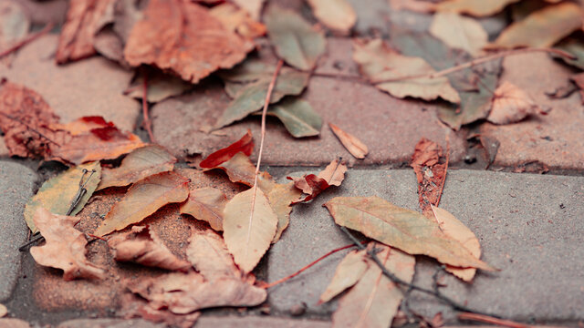 Brickwork, brickwork and leaves, kipichi in autumn, scorched foliage in autumn, autumn