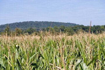 Top of a corn field on a sunny day with blue sky