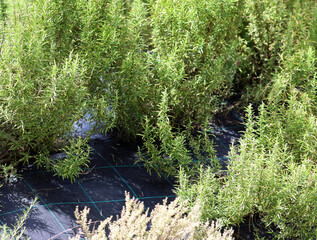 green bushes Aromatic rosemary plant typical of southern Italian cuisine