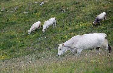Fototapeta premium white dairy cows grazing free in the green meadow