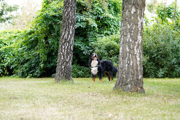 Obraz na płótnie Canvas Bernese Mountain Dog in the park