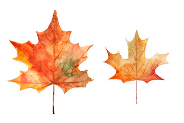 Naklejka na ściany i meble Watercolor drawing of autumn leaves isolated on the white background. Hand painted illustration of maple leaf