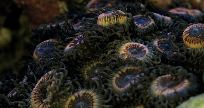 Zoanthus polyps in coral reef aquarium tank.