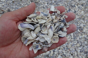 shell on the beach - seaside