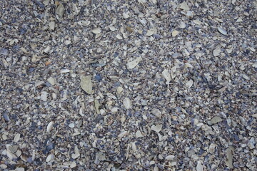 shell on the beach - seaside