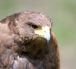 Big bird called Hawk of Harris or Peuco