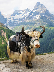 yak in the mountains