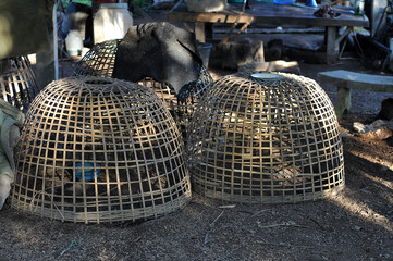 Chicken coop traditional made from bamboo weave thai style in the shade of a country house in Thailand. © Yannasakamon