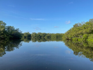 Fototapeta na wymiar mangroves and calm water in Sanibel Island