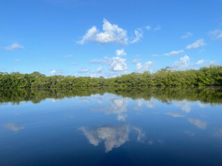Obraz na płótnie Canvas mangroves and calm water in Sanibel Island