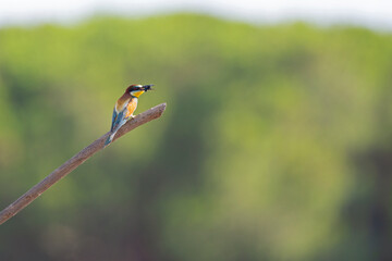 European bee-eater (Merops apiaster) perched in a tree.