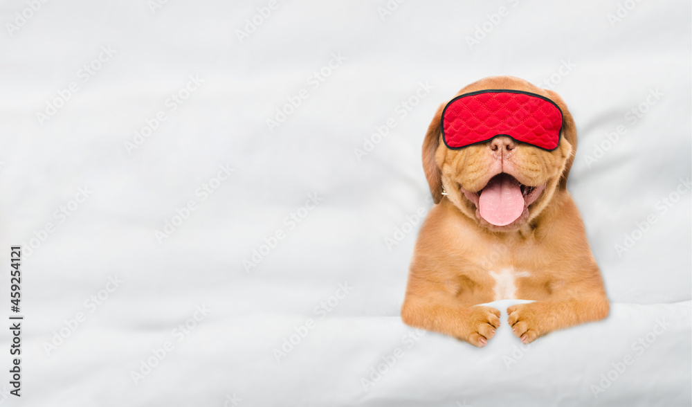 Poster mastiff puppy wearing sleeping mask sleeps under white blanket on a bed at home. top down view. empt