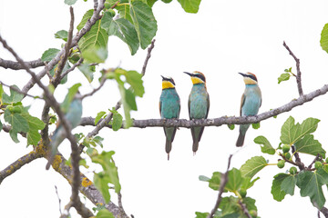 A family of european bee-eater (Merops apiaster) perched in a tree.