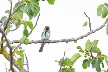 European bee-eater (Merops apiaster) perched in a tree.