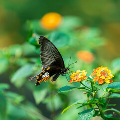 Butterfly Schmetterling