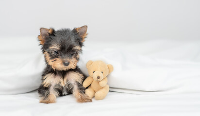Cute Yorkshire terrier puppy sits on a bed at home with toy bear