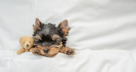 Cozy yorkshire terrier puppy sleeps on a bed at home with toy bear. Top down view. Empty space for...