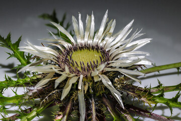 Silberdistel im Makro.