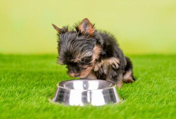 Yorkshire terrier puppy eats from metal bowl on green summer grass