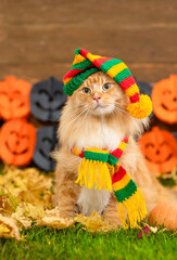 Adult maine coon cat wearing warm hat  and scarf sits on autumn grass