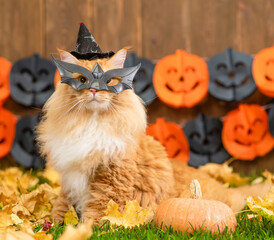 Funny adult maine coon cat wearing witch halloween hat and mask sits on autumn grass