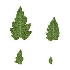 Tomato leaf, texture for 3D model.