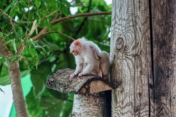 Albino Ape